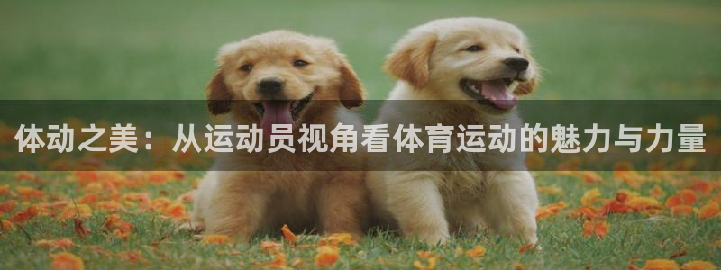 vsport体育官方正版app集团：体动之美：从运动员视角看