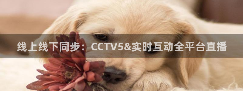 山猫体育直播免费观看：线上线下同步：CCTV5&实时互动全平台直播